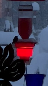 Watch Hummingbird Feeder Heater on Amazon Live