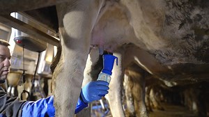 4.4K views · 52 reactions | 朗INCROYABLE ! "Cet hiver, on est passé de 130 000 à 70 000 cellules avec quasi aucune mammite, ce qui est un vrai gain pour l’exploitation et la santé des animaux“ C'est Samuel Carrey qui le dit, écoutez son témoignage sur l'utilisation du nouveau produit d'hygiène OceanBlu : #OceanBlu #DeLaval #trayon #Hygiène #OceanBluBarrier #OceanBluSpray #OceanBluPro #mamelle | DeLaval | Facebook