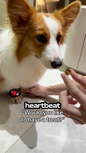 The Treat That Made His Heart Explode (Almost!)🚀