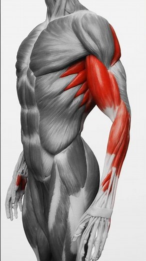 3 Pull Up Variations for Bigger Arms 💪