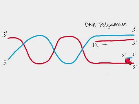 AS Biology - DNA replication