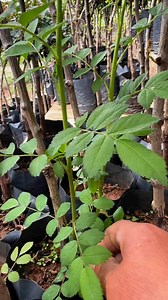 161K views · 689 reactions | Multiflora rose  | Petrit Tahiri | Facebook