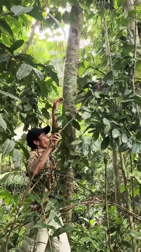 Catching a spotted dove video #nature