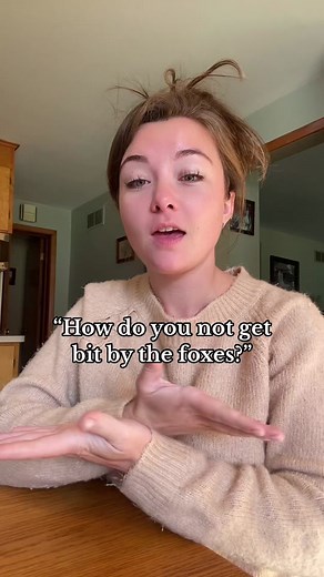 🦊 Narrating fox behavior. I had to talk fast to keep up w her 🤣 #wildlife #rescue #sanctuary #fox #wolfdog #bodylanguage #fyp