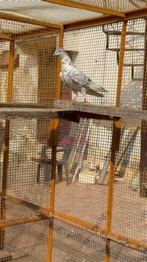 Mastering the Art of Pigeon Care