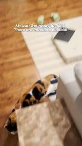 3.1K views · 39 reactions | She’s seriously the best home security system 來 #petcat #kittens #cat #kitty #petcat #cat #catsoftheworld #cats #catworld #meow #catlove #catlover #catlife #catstagram #cutecat #catsofinstagram | Patches Lima | Facebook