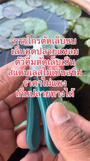 #กรรไกรตัดเล็บขบ เล็บคุดปลายแหลม #ตัวคีมตัดเล็บเป็น สแตนเลสไม่เป็นสนิม #ราคาไม่แพง #เก็บปลายทางได้
