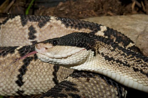 Saving Lives with Poison: Discover 6 Medicines Made from Snake Venom