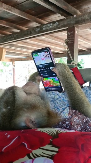 Adorable Monkey Learns English at Home Online