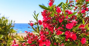 Des feuilles marrons et sèches sur votre laurier rose ? Voici comment y remédier en été pour un laurier resplendissant !