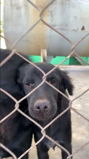 Do you important of Dog ? Here are key reasons why dogs are important