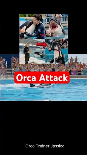 Orca Attack jessica | trainer jessica attacked by orca #attack #orca #seaworld