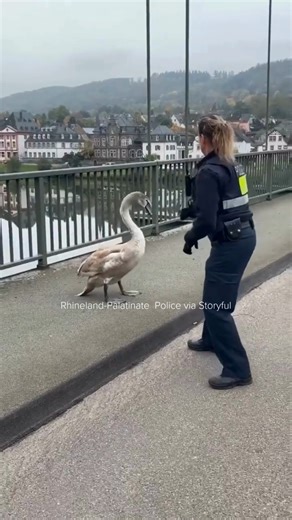 86K views · 366 reactions | The idea of tackling a hissing,...