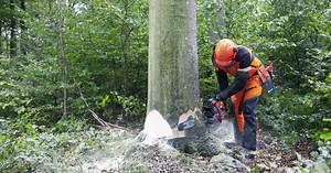 Safe Corner Felling Method - Husqvarna