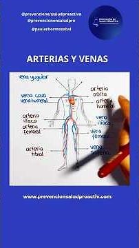 🫀Arteries and Veins in Nursing💞