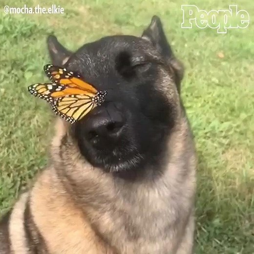 20M views · 74K reactions | This pup and its butterfly BFF are enjoying the last days of summer. ☀️ | People | Facebook