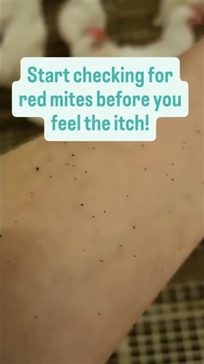 Red mites! The weather is starting to warm up. Start checking now!