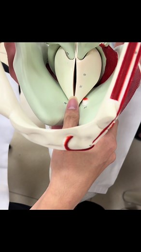 Nếp thanh âm là gì trong y học? Giải thích ngắn gọn