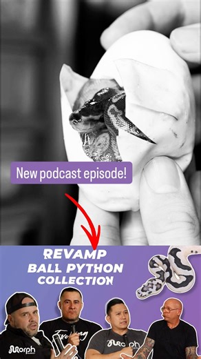 When to RESET a Ball Python Collection | #ballpython #snake #reptiles