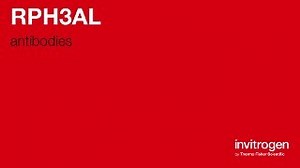 RPH3AL antibodies from Thermo Fisher Scientific