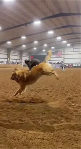 Funny Videos - No one can beat this cat rodeo, he has won many championships #funnycat