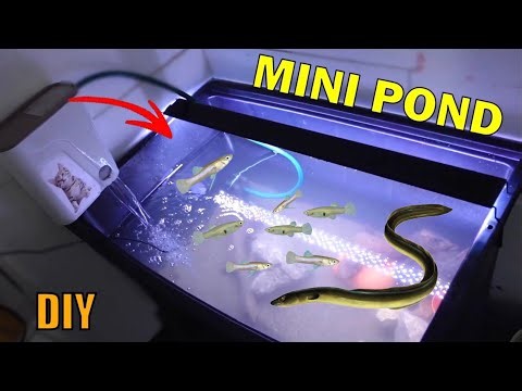 I'm setting up a MINI POND in the FISH ROOM + 2 NEW FISH!