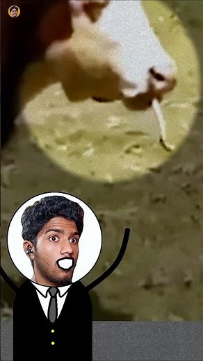 Cows are Not Vegetarian - Why Herd