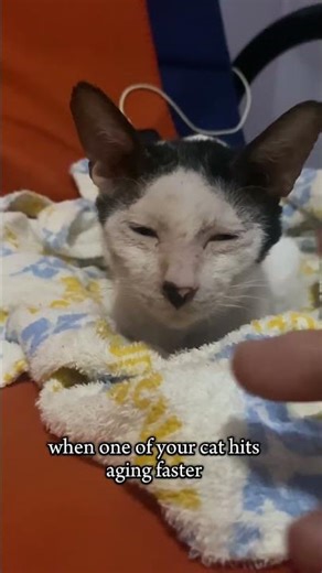 UGING #cat #cats #catvideos #funny #funnyvideo #shorts #shortvideo #youtubeshortsvideo