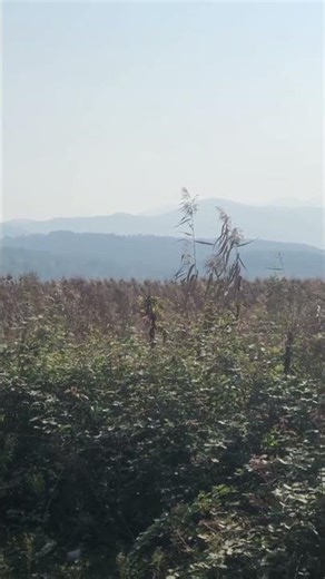 30 Seconds of Calm | Nature Relaxation🌿 #nature #naturesounds#relxing