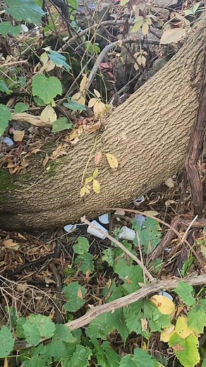 Walked to the back of my property and find that the solar panel workers are using my land as thier food dump. Hmmm reduce carbon....add ....illegal dumping | John Littlefield