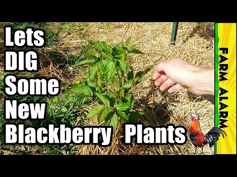 How to Transplant Blackberry Plants in the Spring
