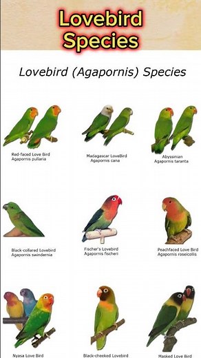 Types of lovebird | Top 9 Species