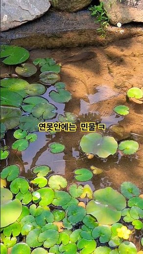 연못만들기 이게진짜혼자가능한 물속에있는 #연못 #민물고기 #연못만들기 #주택인테리어 #물고기키우기