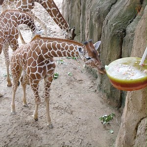 124K views · 10K reactions | Please help us wish Kendi a Happy Belated Birthday! He turned 1 yesterday, but due to weather, we had to postpone his celebration. This loveable "little" guy has an outgoing, silly personality, just like his dad, Tebogo. He and a few other giraffes enjoyed a frozen "cake" filled with their favorite fruits and veggies, although they seemed more interested in snacking on tasty browse instead! Happy Birthday, Kendi! 拾 | Dallas Zoo | Facebook