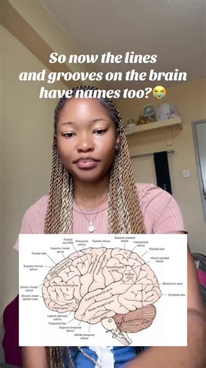 Understanding Brain Anatomy: Grooves and Lines of the Brain