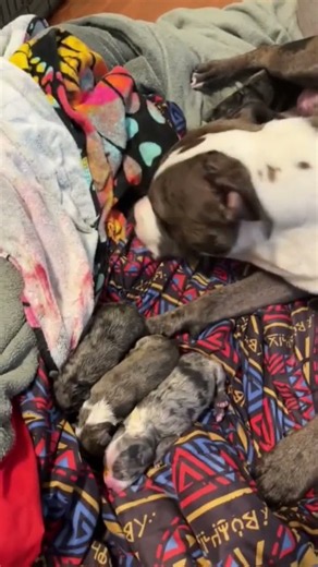 Momma dog welcomes her beautiful newborn puppies and gently cleans them. 🐶❤️🐾