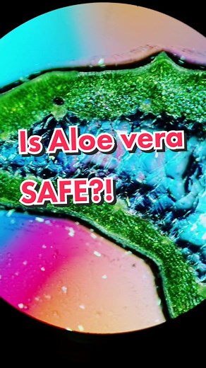 Exploring Aloe Vera Under a Microscope