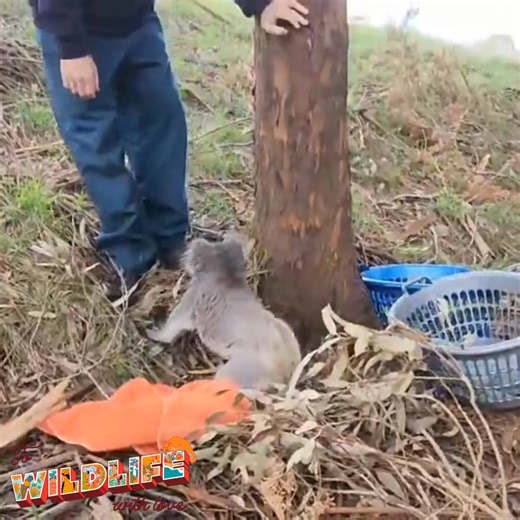 1M views · 41K reactions | Wildlife Victoria on Reels | Facebook