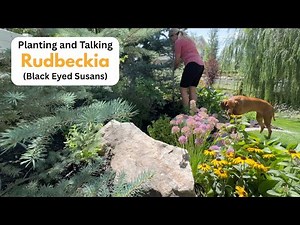 Planting and Talking Rudbeckia (Black Eyed Susans)