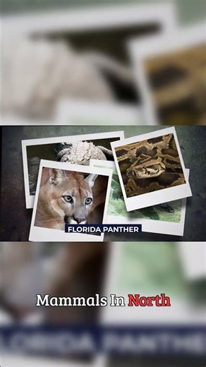 Florida's Untamed Wild: Nature vs. Civilization