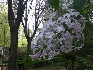 Spring in Beijing - Part II