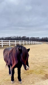 The mom thought she would get a cute family photo today. She thought wrong. Gössi and I just stood back to watch this poop show. | IamGlytja
