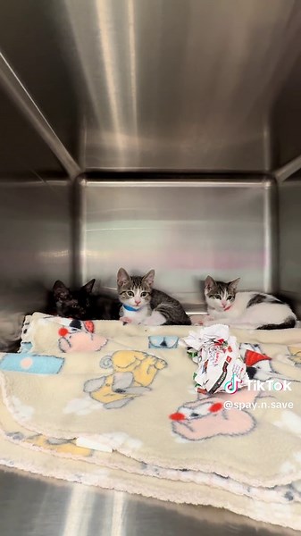 Spay Day for Cats: A Path to Forever Homes