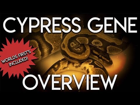 Cypress Gene Ball Python Overview! NEW WORLDS FIRST!