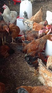 CHICKEN SALE Pure Local Chicken 1500vt n 2000 vt Mix Breed @ 1800vt FARM CLOSE on Wednesday 24 December 2025 | Ta Vai Peri-Urban Backyard