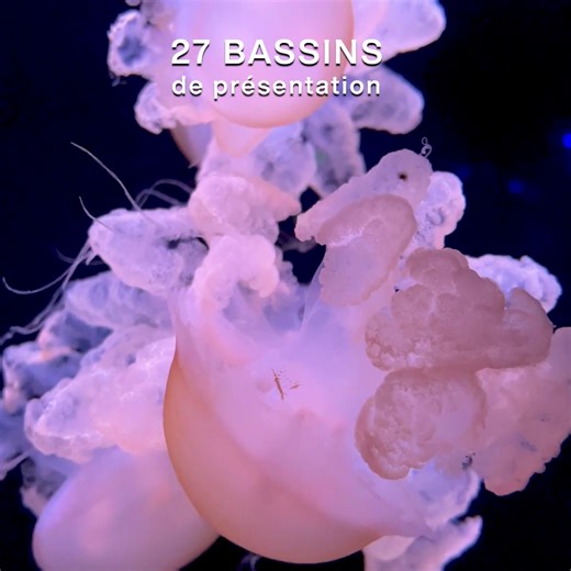 📸 Cet été, vivez une sortie hors du commun à Paris. ✨ L’Aquarium de Paris vous embarque pour un voyage fascinant sous les mers… 🧊 Une visite au frais, au cœur de Paris à quelques mètres de la tour Eiffel. 🧜‍♀️ Spectacles, 13 000 poissons, immersion garantie ! | Aquarium de Paris