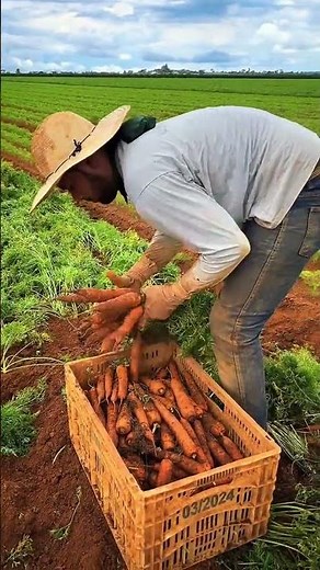 Fresh Harvest Carrots: Top 5 Tips for Picking Perfect Carrots