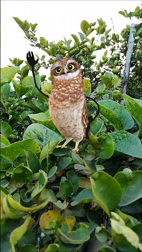 Owl is dancing on lemon tree 🦉