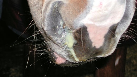 Ground-breaking strangles research highlights how owners can prevent disease spreading