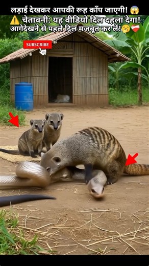 Mongoose vs Cobra! | Epic Fight for Survival" 🦦 😱🥱 #animal #fight #cobra #nature #wildlife #snake